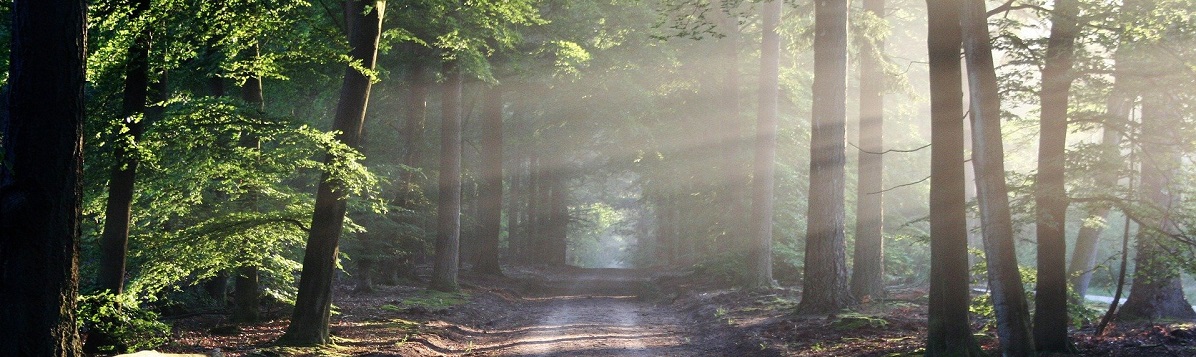 Un camino, bordeado de árboles, y la luz del sol, atravesando los árboles y el camino, en las horas de la tarde.